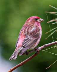 Purple Finch Photo and Image. Finch close-up profile view, perched on a branch displaying red colour plumage with a blur forest background in its environment and habitat surrounding.