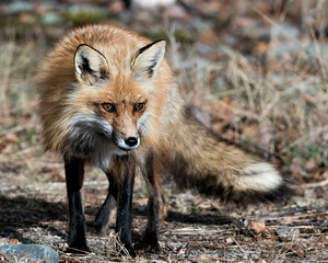 Naklejka na ściany i meble Red Fox Photo Stock. Fox Image. Springtime with blur background, displaying fox tail, fur, in its environment and habitat. Picture. Portrait. Photo