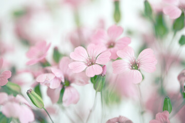 Soft focus blur pink flower. Fog smoke nature horizontal copy space background.