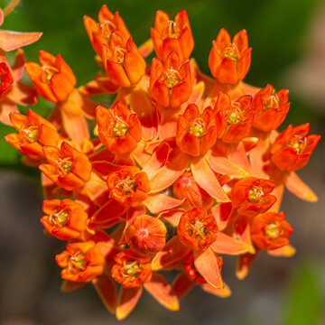 Close up of a cluster of wild Asclepias tuberosa, the butterfly weed, a species of milkweed native to eastern and southwestern North America