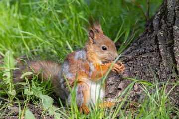 Naklejka na ściany i meble Red squirrel sits in the grass..