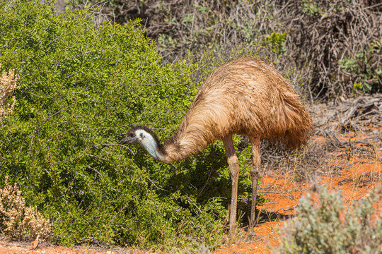 Emu (Dromaius novaehollandiae) foraging in the undergrowth, Western Australia