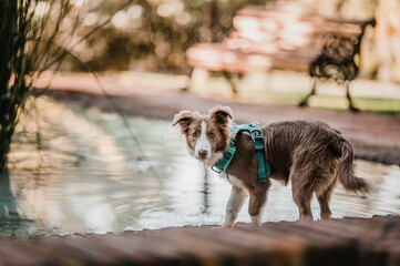 Papillon Dog 
