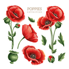 Poppies flowers and leaves collection, color illustration