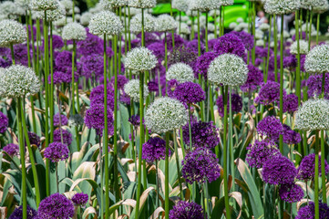 A close up view of Allium blooms with defocussed background in a park near Aylesbury, UK in summertime - obrazy, fototapety, plakaty