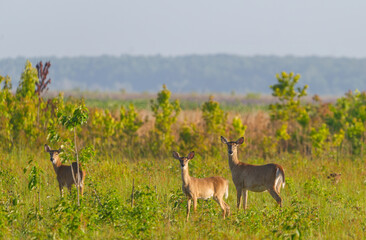 3 adult wild white tailed deer - Odocoileus virginianus clavium standing in an open meadow while...