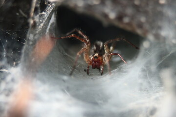 Spider on the web