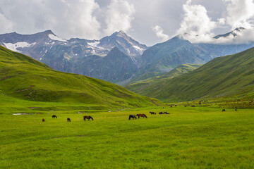 Fototapeta na wymiar Horses graze on the mountain pasture.