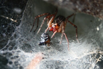 Spider on the web