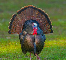 Wild male Tom Osceola turkey - Meleagris gallopavo osceola - strutting while facing camera, full bright red, blue iridescent color display, tail spread, great feather detail - obrazy, fototapety, plakaty