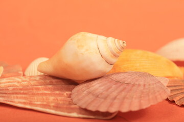 sea shells on a orange color
