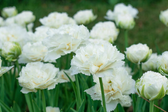 selective focus. white Tulip . tulipa double fringed, variety Snow Kristal. fresh bouquet of tulip buds. Close up petals. flower field. High quality photo
