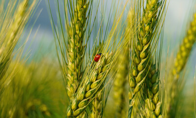 ladybug on young green wheat sprout, agricultural field, bright spring landscape on a sunny day, blue sky as background - obrazy, fototapety, plakaty