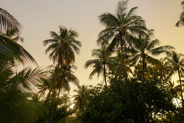 Fototapeta na wymiar tropical views, palms 