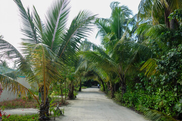 Obraz na płótnie Canvas tropical views, palms 