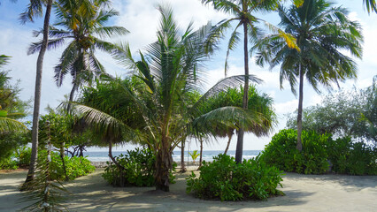 tropical views, palms 