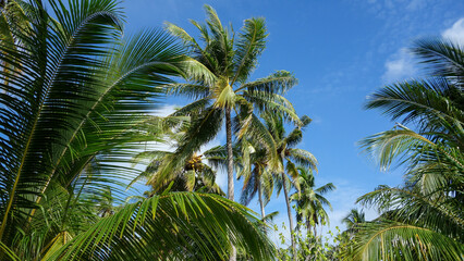 Fototapeta na wymiar tropical views, palms 