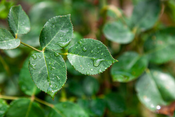 Raindrops on rose petals. Selective focus