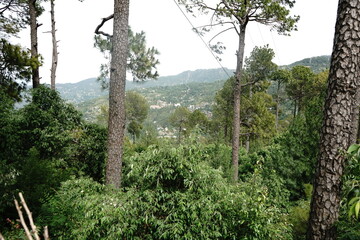 trees in the mountains