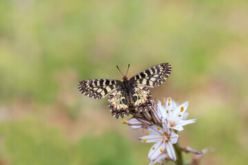 Southern scallop butterfly on plant - Zerynthia polyxena