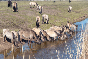 Wild konik horses are drinking water from the river in Latvia © Julija