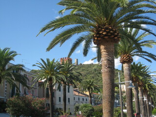 Fototapeta na wymiar Palms italian city. Palmen an einer Straße in Italien