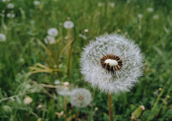 Fluffy white tousled dandelion with seeds on a background of green grass close-up. The concept of spring, May and the threshold of summer.