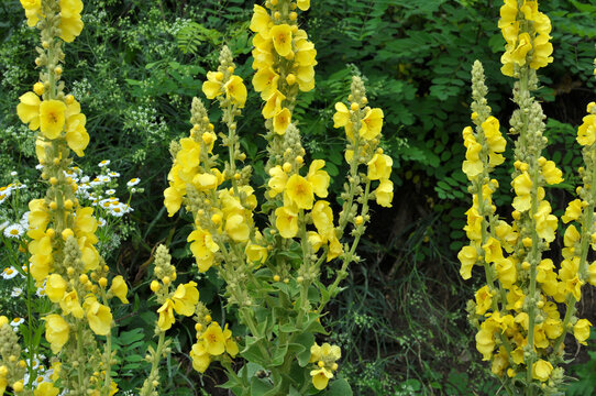 It blooms in the wild mullein (Verbascum)
