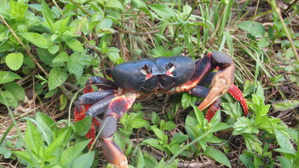 Purple land crab or zombie crab, red or black land crab (Gecarcinus ruricola), Cuba, Playa Larga