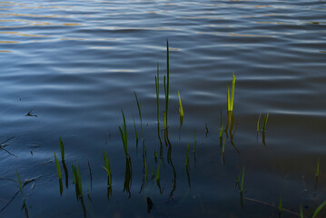 herbes champ inondé