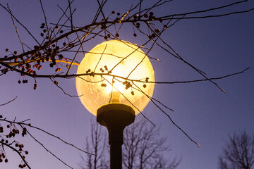 Luminous street lamp in winter landscape