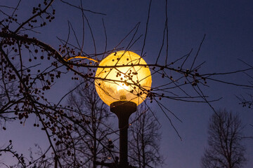 Luminous street lamp in winter landscape