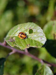 Obraz premium Insect larvae on leaf