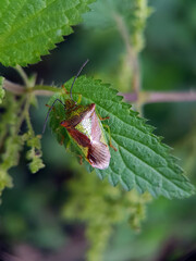 Shield bug on leaf