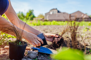 Planting bronze hair sedge into soil. Gardener plants leatherleaf carex in ground in spring garden. - obrazy, fototapety, plakaty