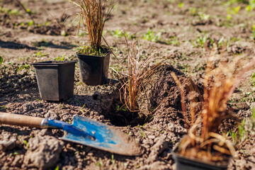 Planting bronze hair sedge into soil. Gardener plants leatherleaf carex in ground in spring garden using shovel. - obrazy, fototapety, plakaty