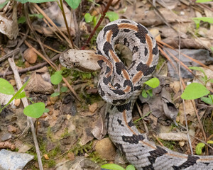 Timber Rattlesnake