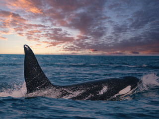 Naklejka premium Orca on SUNSET in Baja Califronias sur, Mexico