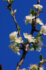 Paesaggio di primavera in Emilia Romagna