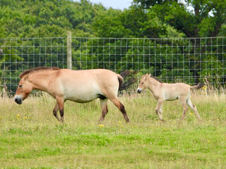 Obraz na płótnie Canvas horse and foal in a meadow