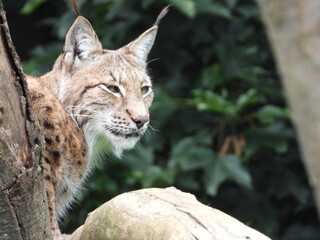 Lynx close up