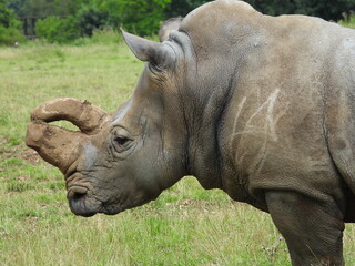 white rhino in zoo