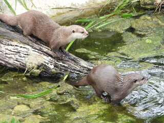 otters on the river