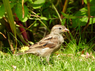 sparrow on a grass