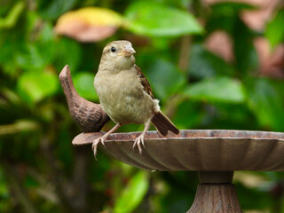 Sparrow on a bird bath