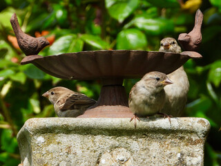 Sparrows in a bird bath