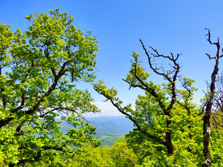 Green trees against the blue sky.