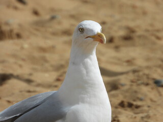 close up of seagull on the beach