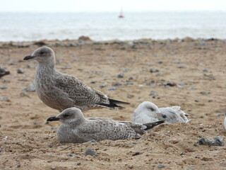 Seagulls on the beach
