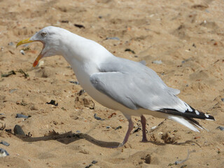 seagull on the beach